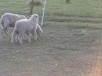 Qoç, Qoyunlar — foto 3