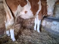 بقرة, Simmental cattle — الصورة 1
