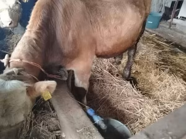 公牛, Simmental cattle