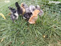 婆罗门鸡 — 照片 5