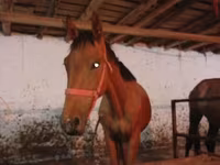 Pastuv, Manipuri pony — fotografija 6