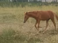Pastuv, Azerbaijan horse — fotografija 4