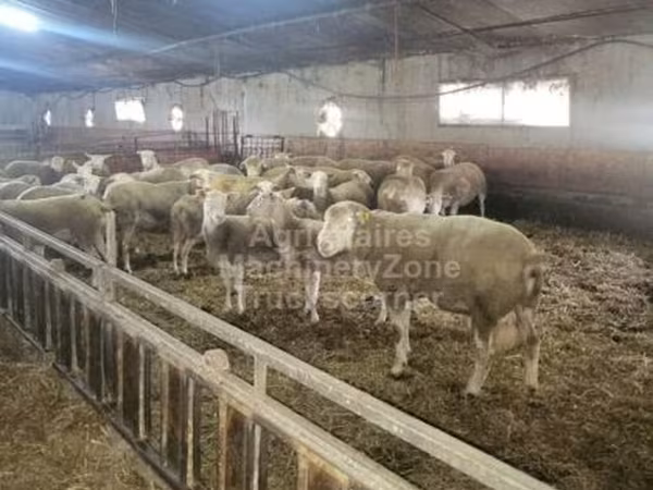 Owca, Ile-de-France sheep