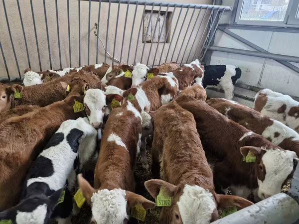 Bik, Simmental cattle