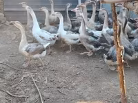 Geese — fotografija 2