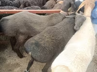 羊（ロット、性別未指定）, Edilbay sheep — 写真 1