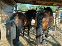 Yegua, Caballos — foto 5