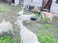 Chèvre, Alpine goat — photo 6