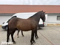 母马, Hungarian horse breed — 照片 3