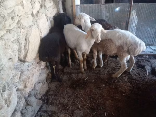Carneiro, Rhon sheep