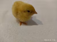 Quails — fotografija 8