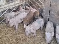 Sow, Pigs — photo 2