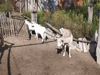 Jarac, LaMancha goats — fotografija 4