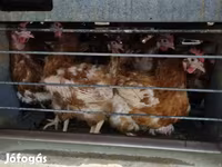 Chickens — 照片 2