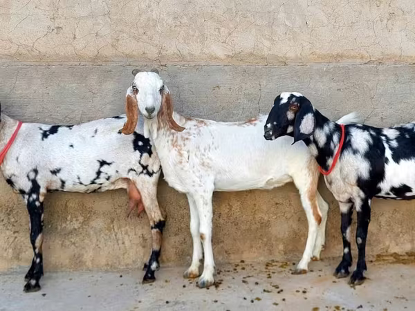 Koza, Beetal goats
