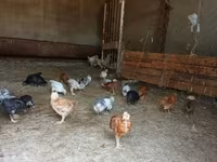 Pekinška bantam — fotografija 1