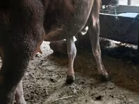 Krowa, Rasa alatauska — zdjęcie 3