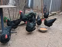 Australorp — fotografija 2