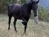 Kobyła, Friesian — zdjęcie 5