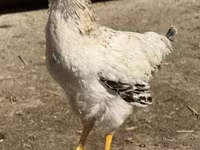 Chickens — الصورة 1