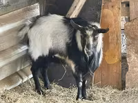 母羊, Sheep — 照片 3