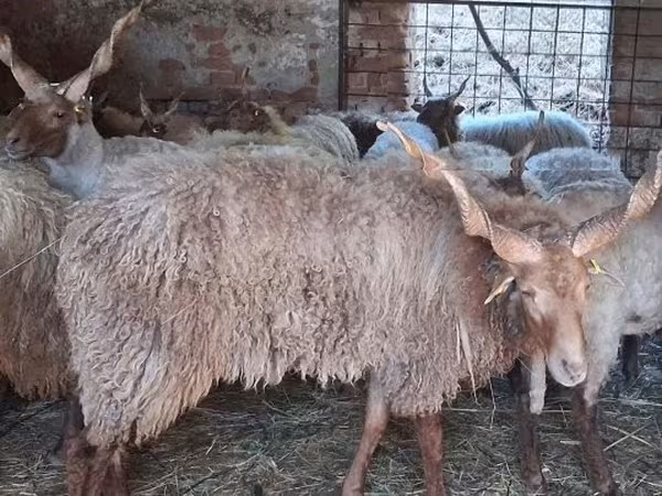 Carneiro, Racka sheep