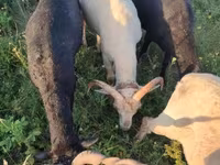 公羊, Tsigai sheep — 照片 2
