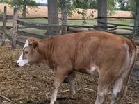 Kuh, Simmental cattle — Foto 7