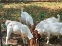 Bode, Boer goat — foto 7