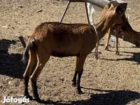 母山羊, Goats — 照片 2