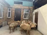 Qoʻchqor, Rhon sheep — 7-rasm