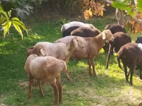 Qoyunlar (partiya, cinsi göstərilməyib), Arashan sheep — foto 2