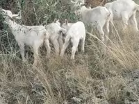 Ziege, Alpine goat — Foto 3
