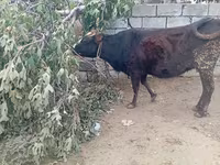 Vaca, Bovinos — foto 2
