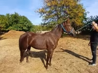 Кобила, Standardbred — фото 3