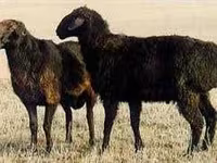 Brebis, Moutons — photo 1