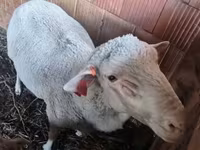 Baran, Merino sheep — zdjęcie 1