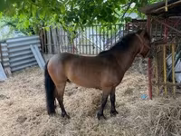 Caballo, Caballos — foto 8