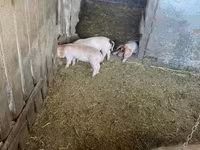 Locha, Świnie — zdjęcie 3