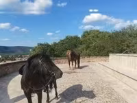 Cavalo, Hucul pony — foto 4
