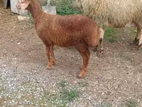 Owca, Owce — zdjęcie 1