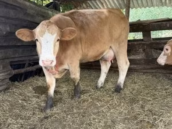 Krava, Simmental cattle
