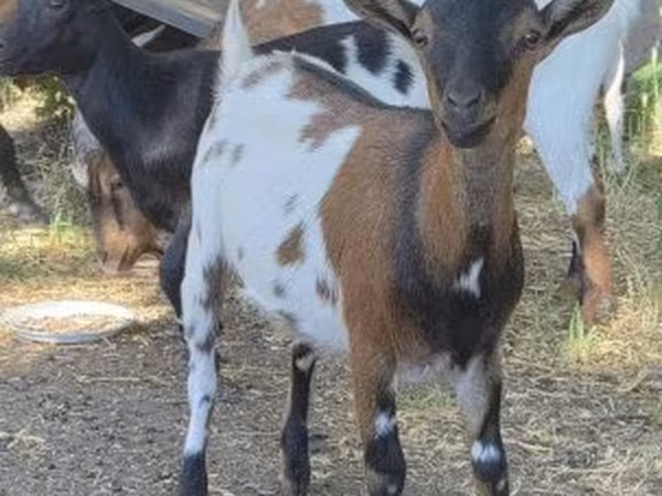عنزة, الماعز
