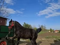 فرس, Nonius horse — الصورة 4