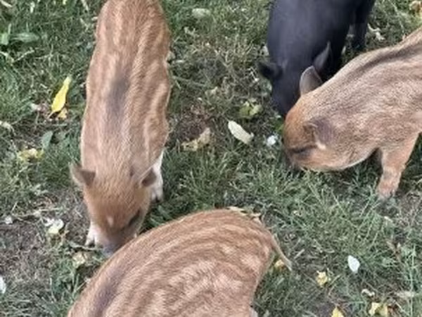 Хряк, Вьетнамская вислобрюхая