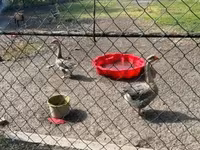Geese — फ़ोटो 3