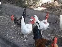 Chickens — photo 2