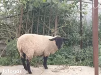Ovan, White Suffolk sheep — fotografija 2