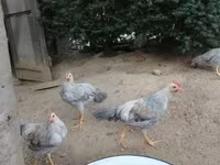 Chickens — photo 1