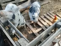 公猪, Вьетнамская вислобрюхая — 照片 2